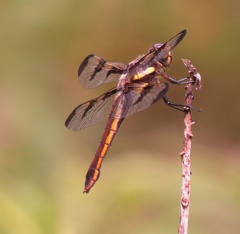 Twelve-spotted Skimmer - female