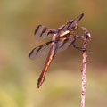 Twelve-spotted Skimmer - female