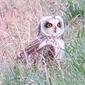 Short-eared owl Grand Pre (1)