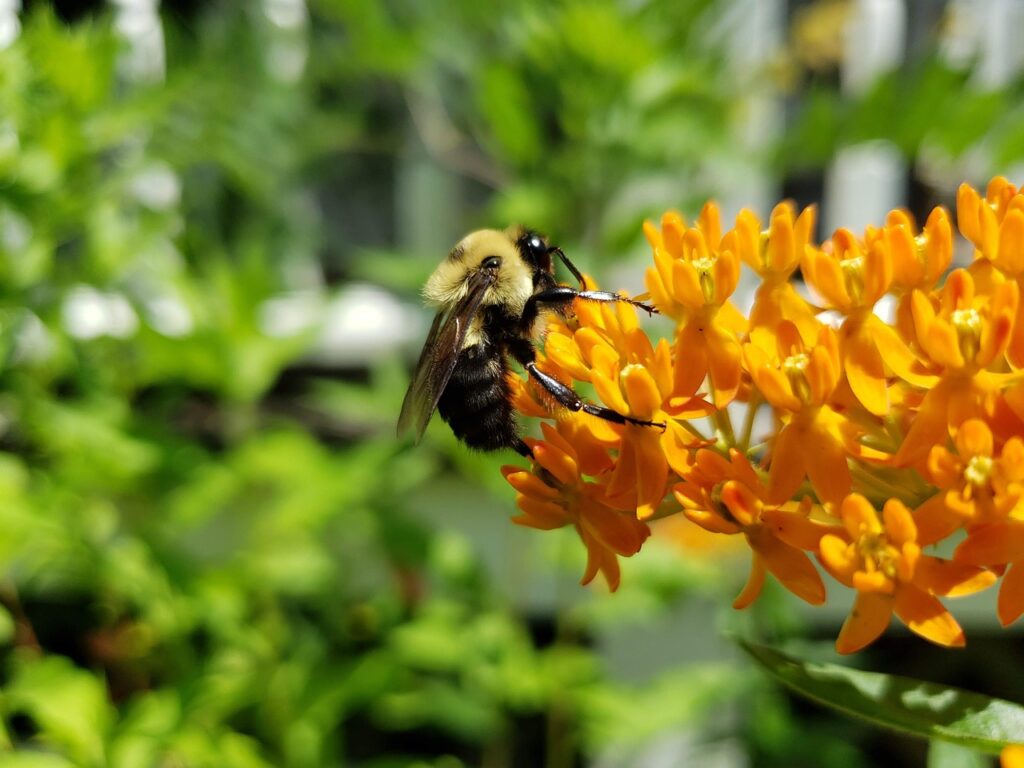 bumblebee, bee, asclepias tuberosa-5538452.jpg
