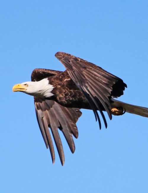 Bald Eagle_Haliaeetus leucocephalus_White Rock_Kings County_Nova Scotia_Canada ļ Guy Stevens_2022_05_24 (8)