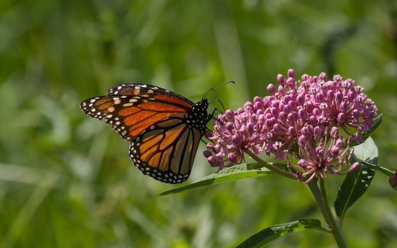 monarch butterfly, butterfly, flower-7383912.jpg